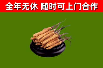 佳木斯烟酒回收冬虫夏草.jpg